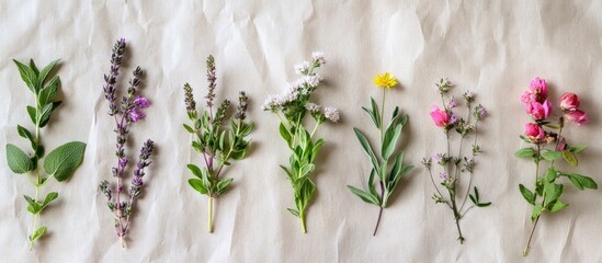 Poster - Herb and flower collection utilized in natural healing herbal medicine culinary seasoning and decoration Health care nature concept on a hemp paper background Flat lay top view copy space