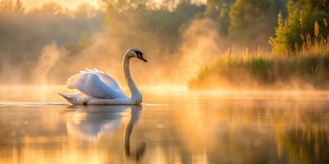 Wall Mural - Mute swan stretches its neck on mist-covered lake at dawn in soft golden morning light