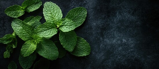 Fototapete - Fresh mint leaves Italian herbs Dark backdrop. with copy space image. Place for adding text or design