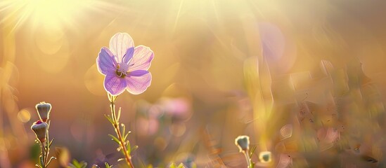 Wall Mural - Wildflower A young flower blossoming in the meadow Shallow depth of field Selective soft focus. with copy space image. Place for adding text or design