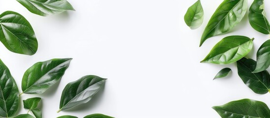 Wall Mural - Natural fresh green leaves isolated on a white background with space for text entry and product placement. with copy space image. Place for adding text or design