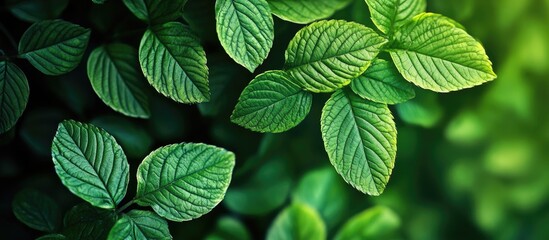 Aufkleber - Spring leaves Natural green background of a bush. with copy space image. Place for adding text or design