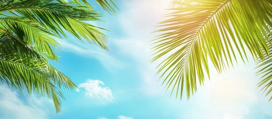 Aufkleber - Coconut leaf and blue sky with copyspace overexposed