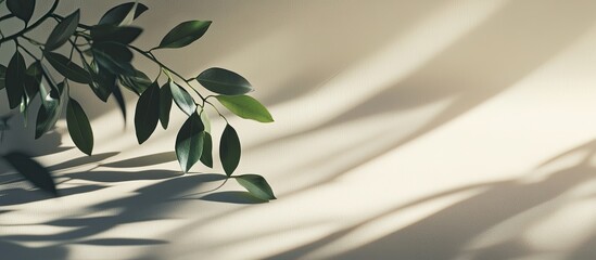 Aufkleber - The plant s shadow on a light backdrop with room for text. with copy space image. Place for adding text or design