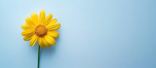 Aufkleber - Yellow chrysanthemum daisy set against a white and blue backdrop Copy space