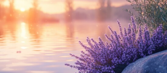 Aufkleber - lavender blossoms beside the river at twilight. with copy space image. Place for adding text or design