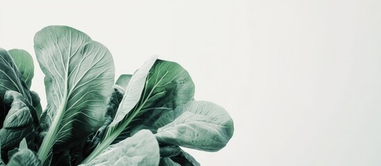 Poster - Pok Choi against a white background. with copy space image. Place for adding text or design