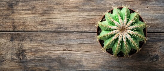 Poster - green cactus on a wooden background from above with copy space