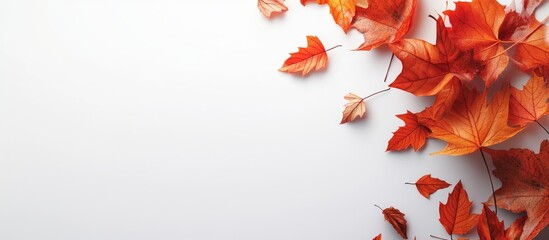 Aufkleber - Bright autumn leaves against a light background. with copy space image. Place for adding text or design