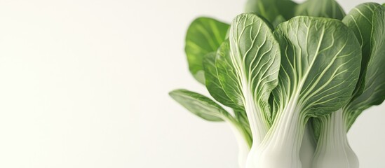 Poster - Pok Choi against a white background. with copy space image. Place for adding text or design