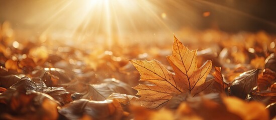 Aufkleber - Close up photography of golden autumn leaves in sunlight. with copy space image. Place for adding text or design