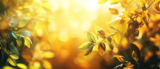 Aufkleber - background featuring abstract blurred foliage and vibrant summer sunlight for your text or advertisement. with copy space image. Place for adding text or design