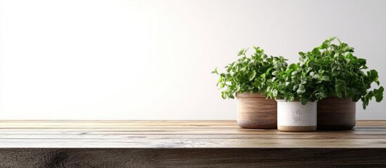 Aufkleber - Sorrel plants in containers on a wooden table with a white backdrop. with copy space image. Place for adding text or design