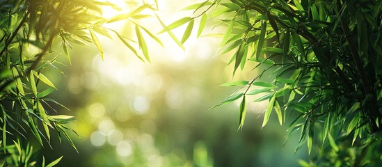 Aufkleber - Nature landscape featuring bamboo branches with natural light in a blurred style Stunning green leaves and trees with bokeh in a tropical forest Bamboo border design growing against a blurred sunny