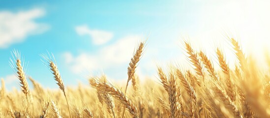 Poster - Ripe wheat field against a blue sky ready for harvest crops with copy space for text