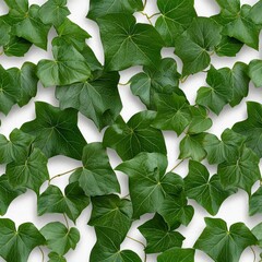 Wall Mural - A photostock of vibrant green ivy vines growing in symmetrical patterns, isolated on a clean white background, fresh and organic, High Quality