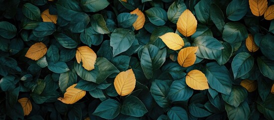 Aufkleber - Green and yellow leaves in the forest. with copy space image. Place for adding text or design