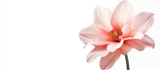 Aufkleber - pink flower against a white background. with copy space image. Place for adding text or design