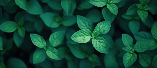 Poster - Blurred image featuring a background of small green leaves. with copy space image. Place for adding text or design