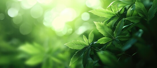 Poster - Blurred abstract background of green leaves suitable for wallpaper. with copy space image. Place for adding text or design
