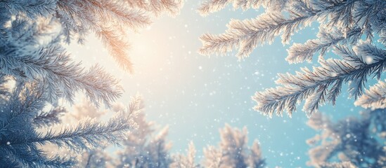 Poster - Snow covered frosty fir branches Winter background with snow Natural light landscape of the forest Falling snow A stunning tall tree beneath a bright sky A magical frosty scene in an outdoor park Su