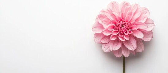 Aufkleber - pink flower against a white background. with copy space image. Place for adding text or design