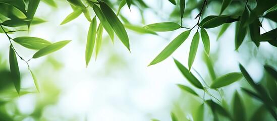 Aufkleber - Close up of a bamboo forest showcasing green leaves with natural light for banner or website design A macro shot taken from beneath the bamboo tree Landscape view of green bamboo leaves isolated on