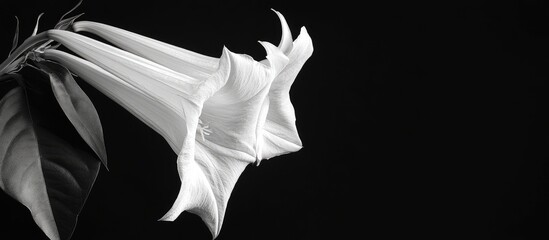 Aufkleber - white brugmansia in full bloom monochrome dark black backdrop. with copy space image. Place for adding text or design