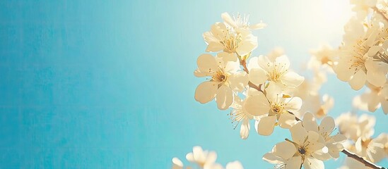 Wall Mural - Fruit tree blossoms set against a clear blue sky for backgrounds. with copy space image. Place for adding text or design