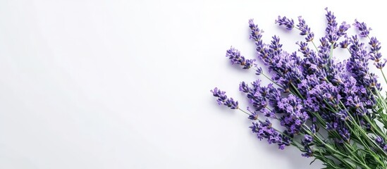 Leinwandbilder - Top view of a bouquet of purple lavender blossoms on a white background Bouquet of lavandula blooms. with copy space image. Place for adding text or design