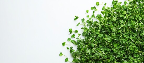 Poster - Green sunflower microgreens viewed from above on a white background. with copy space image. Place for adding text or design