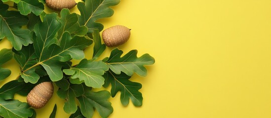 Aufkleber - Branch with green oak leaves and acorns on a colored background close up top view. with copy space image. Place for adding text or design