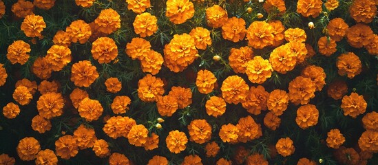 Aufkleber - Center of marigolds in the garden. with copy space image. Place for adding text or design