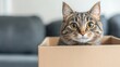 © tashechka - A playful tabby cat sits attentively in a cardboard box, curious about its surroundings in a comfortable home environment