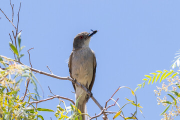 Wall Mural - Diucón or Urco chilean bird perching on a tree with a bug in it's beak, the bug is probably a wasp.