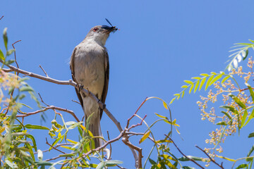 Diucón or Urco chilean bird perching on a tree with a bug in it's beak, the bug is probably a wasp.