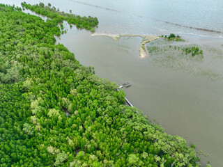 Wall Mural - Aerial view green mangrove forest. Natural carbon sinks. Mangroves trees capture CO2. Blue carbon ecosystems. Mangroves absorb carbon dioxide emissions and mitigating global warming. Green ecosystem.