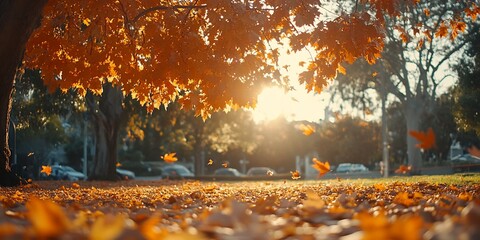 Wall Mural - Autumn leaves fall in park sunset.  Cars blur