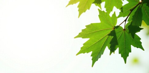 Wall Mural - Autumn maple leaf in dark green color against a plain white background, white, leaf, tree