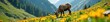 © Withun - Mountain ram grazing on Arnica montana flowers, flowers of the north, Arnica