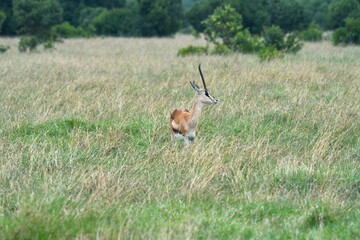 A Thomson’s gazelle gracefully roams and grazes on the savanna of Maasai Mara, Kenya, embodying the beauty of the wild.