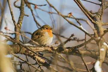 Wall Mural - robin on branch