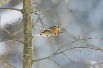 Wall Mural - robin on branch