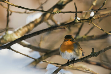 Wall Mural - robin on branch