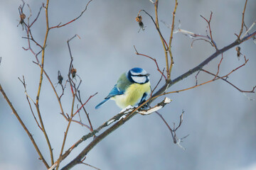 Wall Mural - blue tit on a branch