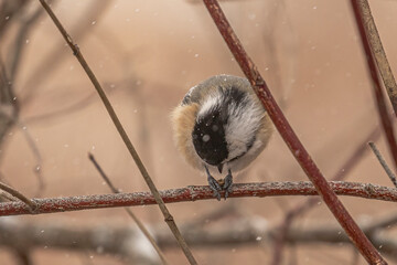 Wall Mural - Black-capped Chickadee eats a seed during a snow storm