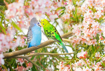 Wall Mural - Pair of budgerigars perching on branch of blossom tree with pink flowers and kiss each other