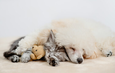 Fototapete - Friendly Poodle puppy sleeps with tiny maine coon cat on a bed at home