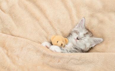 Fototapete - Cozy Maine coon kitten sleeps with favorite toy bear under warm blanket on a bed at home. Top down view
