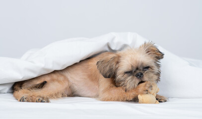 Leinwandbilder - Cute Brussels Griffon puppy sleeps on a bed at home and hugs favorite toy bear
